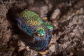   Bobtail Squid  